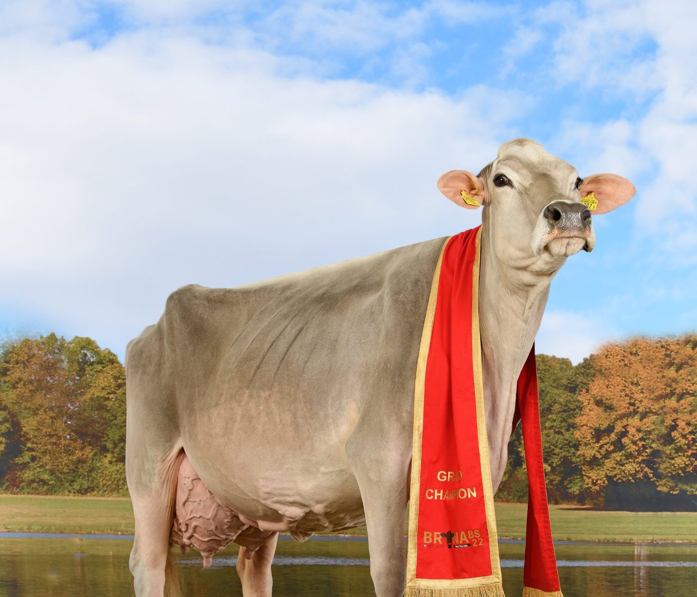 Championkuh mit Schärpe auf der Herbstweide