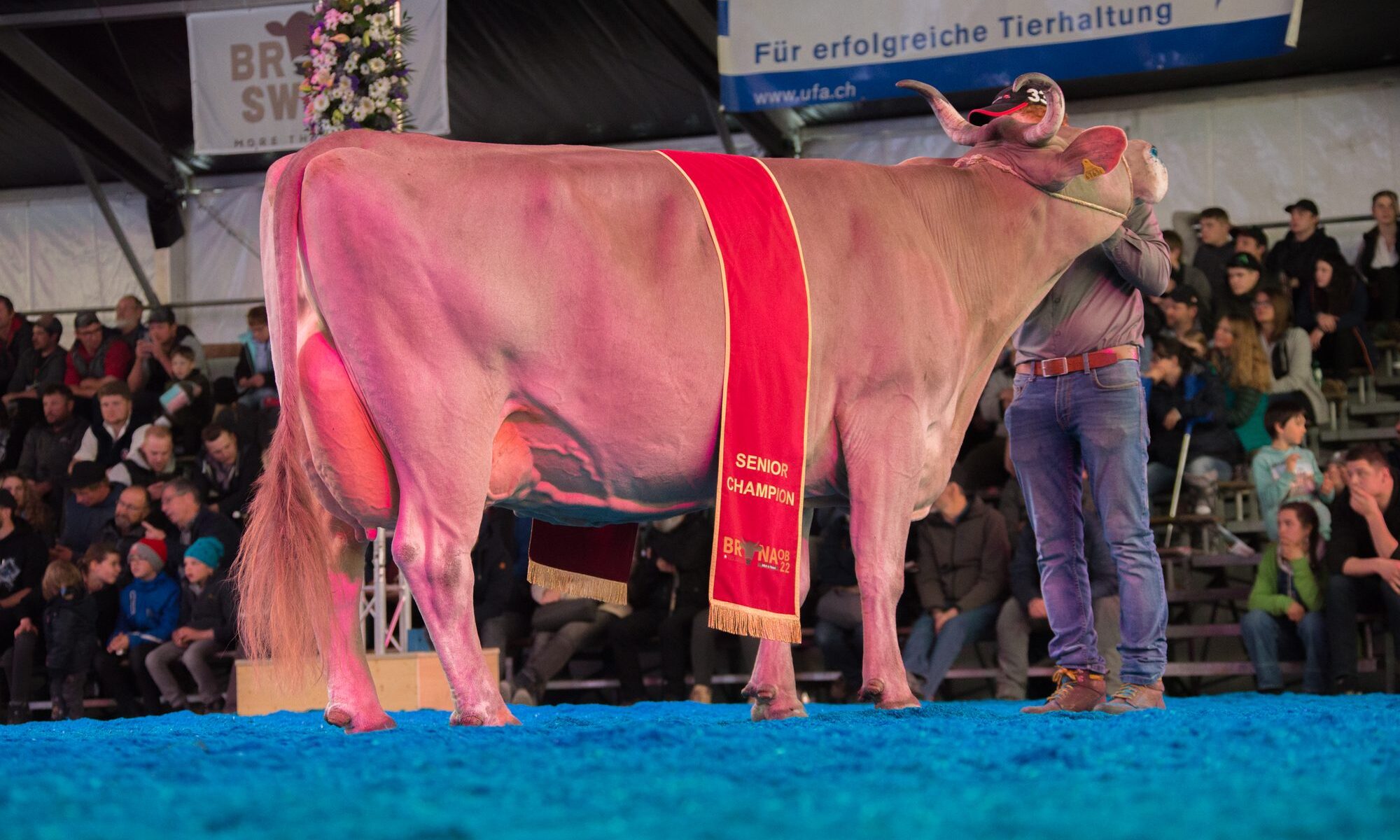 Senior Champion Brown Swiss mit Schärpe im Schauring der BRUNA 2022